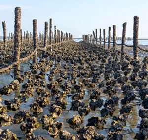 La spugna di gomma di origine biologica realizzata con polvere di conchiglie di Nam Liong è certificata USDA